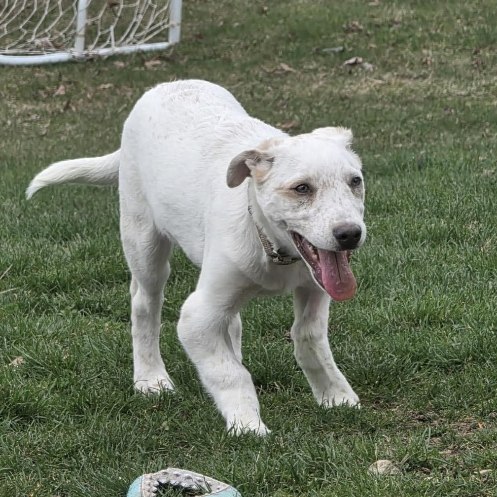 Ricky , a ADOPTABLE mixed breed in Pelham, NH image 3/6