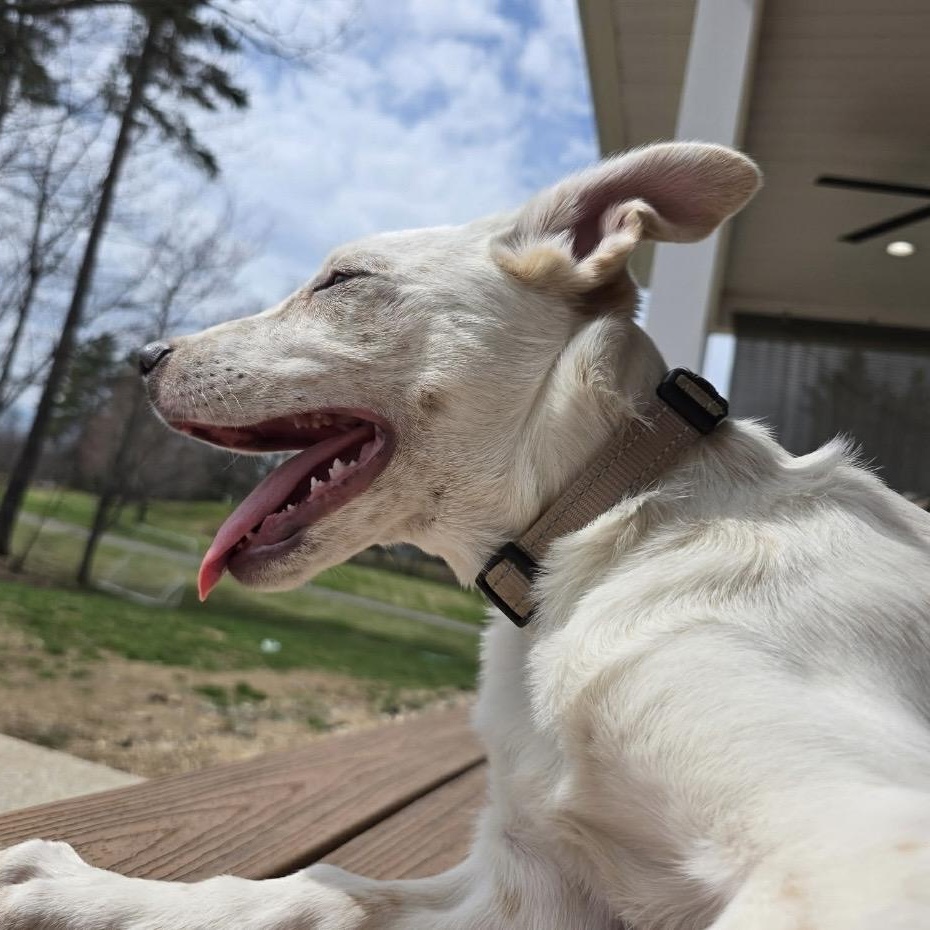 Ricky , a ADOPTABLE mixed breed in Pelham, NH image 4/6