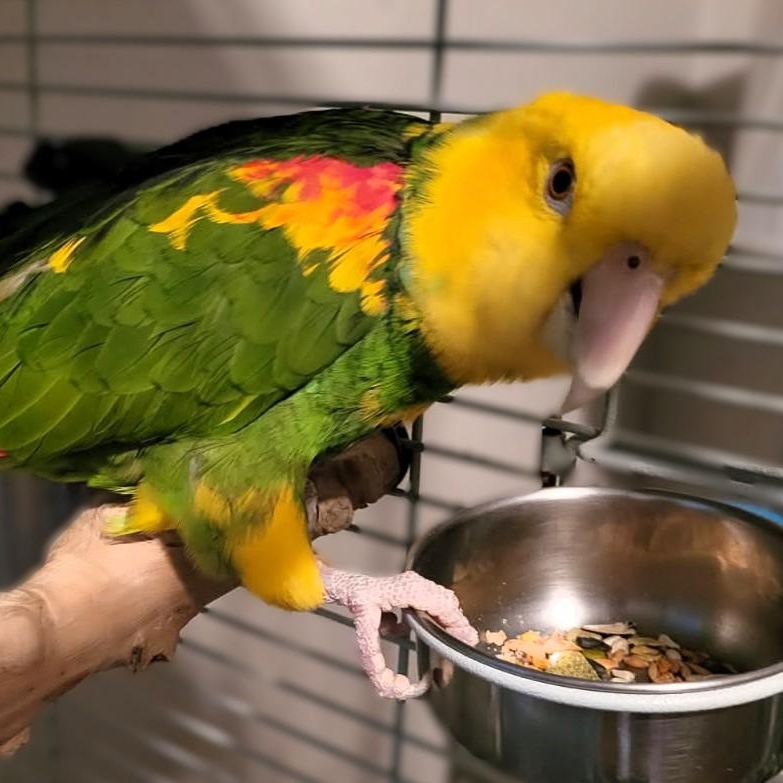 Bailey, a Adoptable Amazon in Lenexa, KS image 3/4