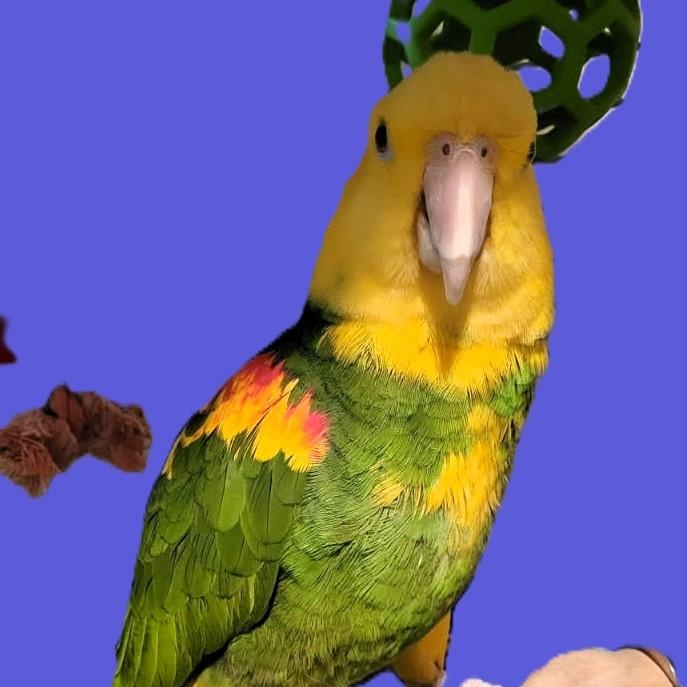 Bailey, Adoptable, Adult Male Amazon.