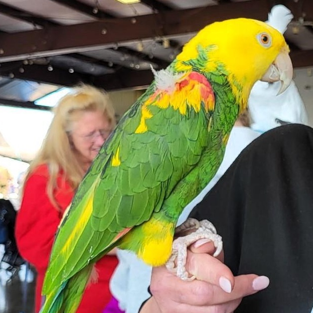Bailey, a Adoptable Amazon in Lenexa, KS image 1/4