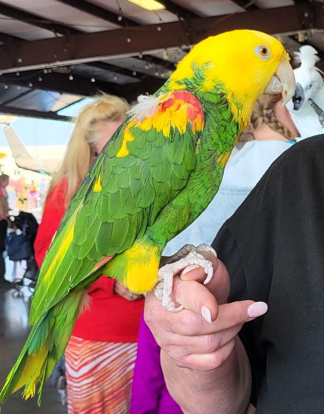 Bailey, a Adoptable Amazon in Lenexa, KS image 4/4