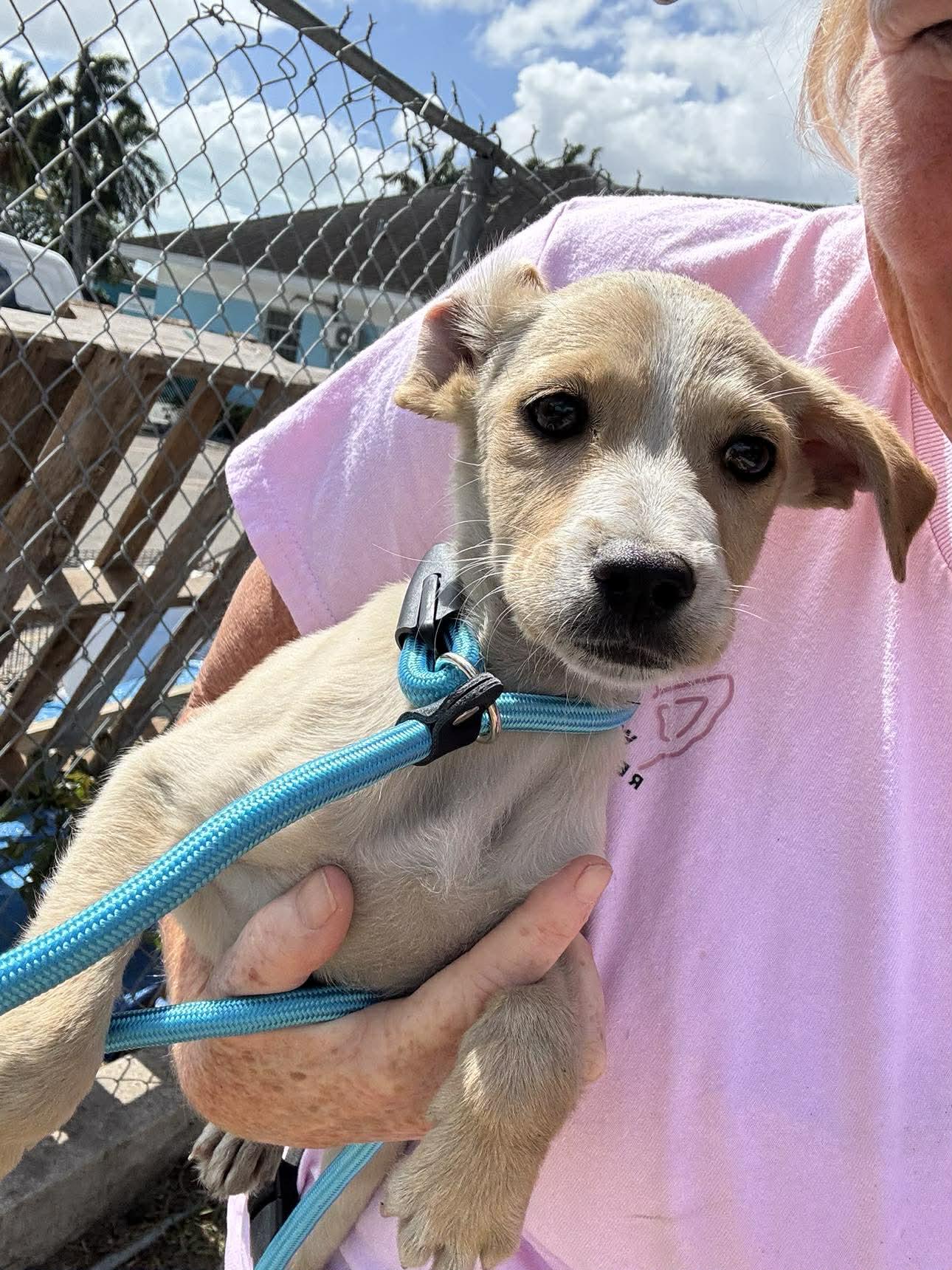 Chelsea (20260219-12)