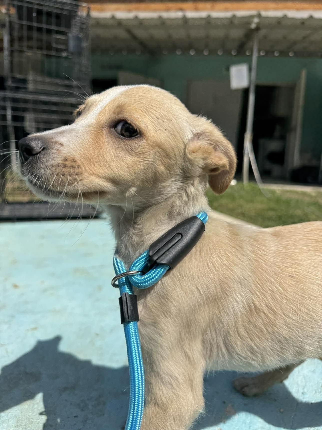 Chelsea (20260219-12) — thumbnail 2