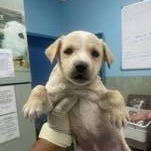 Chelsea (20260219-12) — thumbnail 3