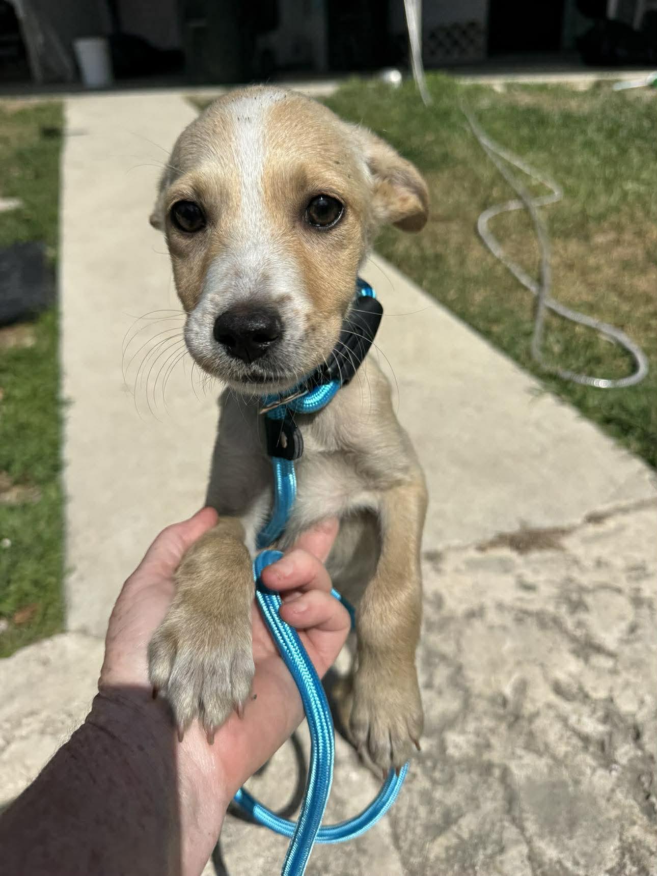 Chelsea (20260219-12) — thumbnail 4