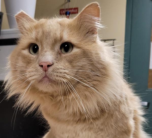 Conan (mcas), Adoptable, Adult Male Domestic Long Hair.