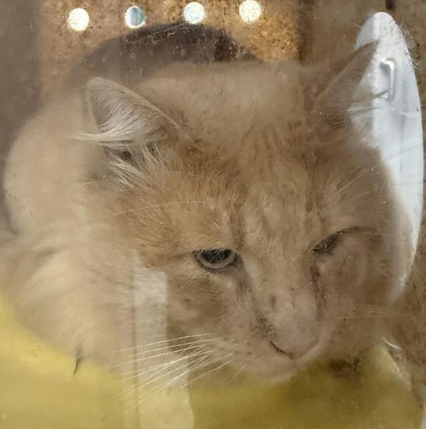 Enlarge Conan (mcas), a Adoptable mixed breed in Troutdale, OR image 3/3