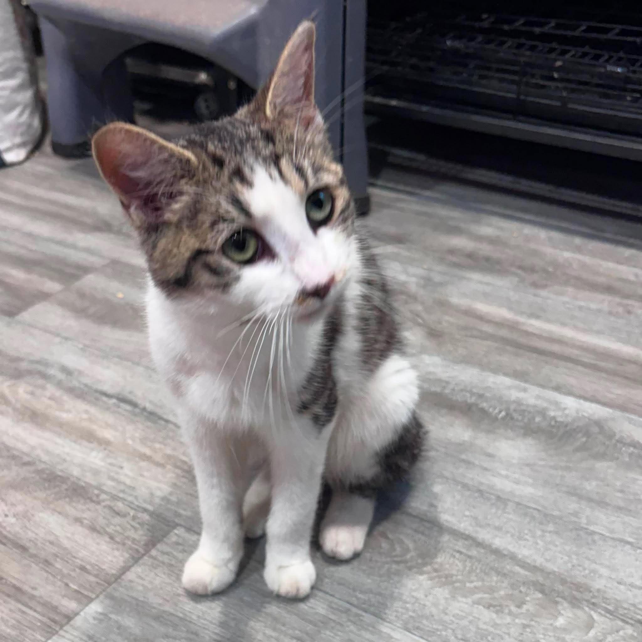 Enlarge KATY PURRY, an adopted Domestic Short Hair in Tillsonburg, ON image 2/2