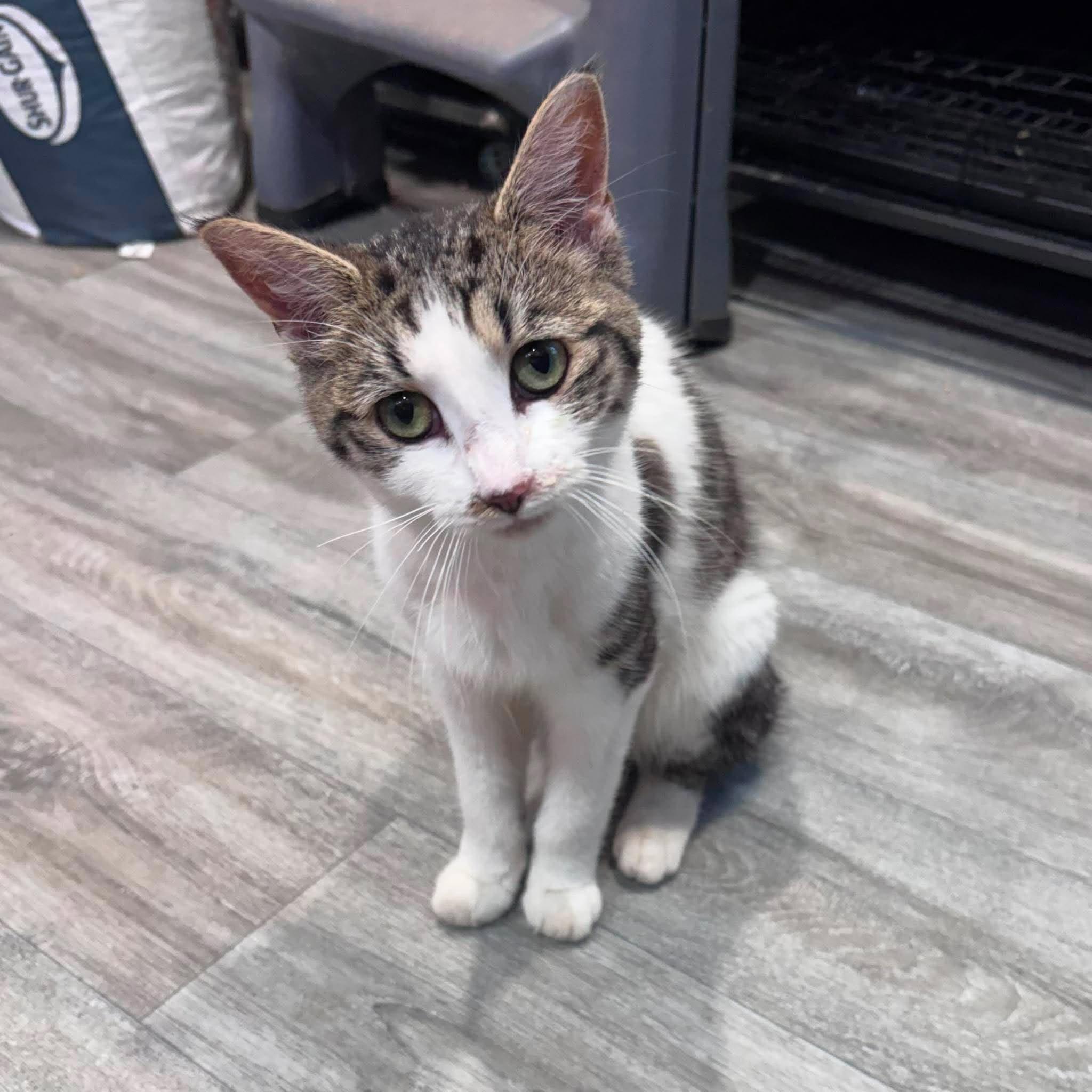 Enlarge KATY PURRY, an adopted Domestic Short Hair in Tillsonburg, ON image 1/2