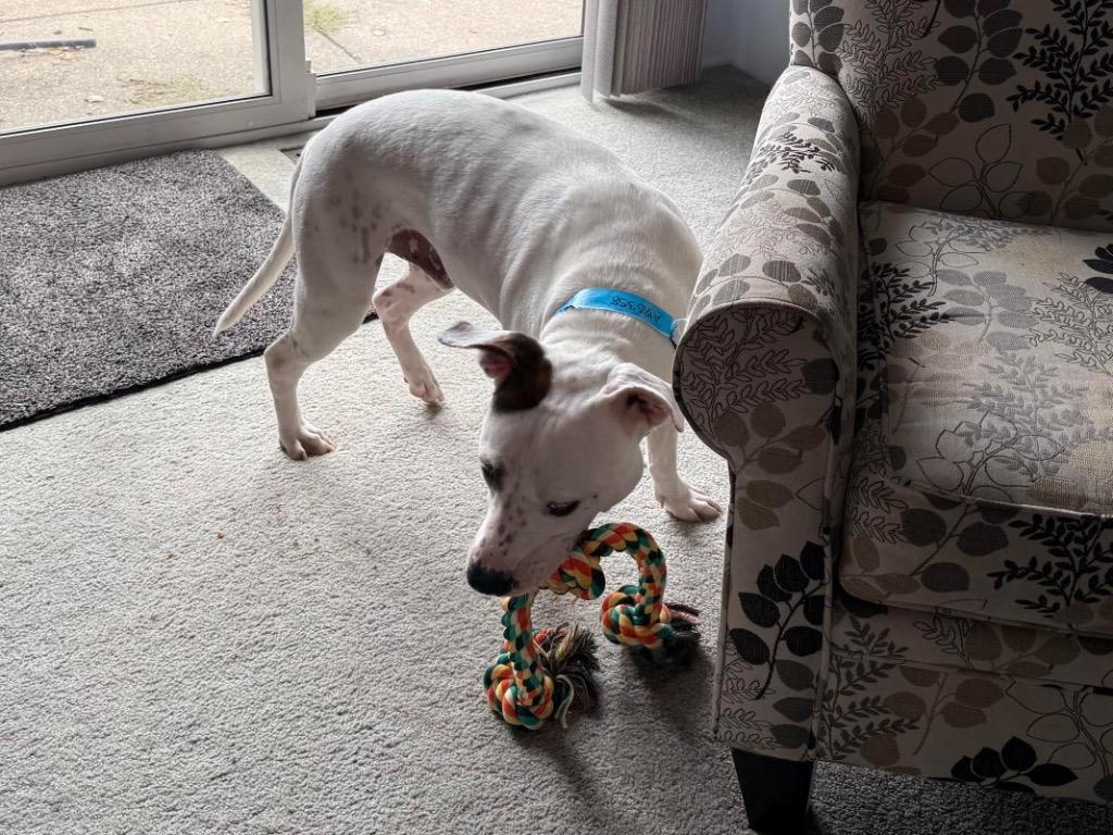 Squid, Adoptable, Adult Male American Bulldog & Mixed Breed.