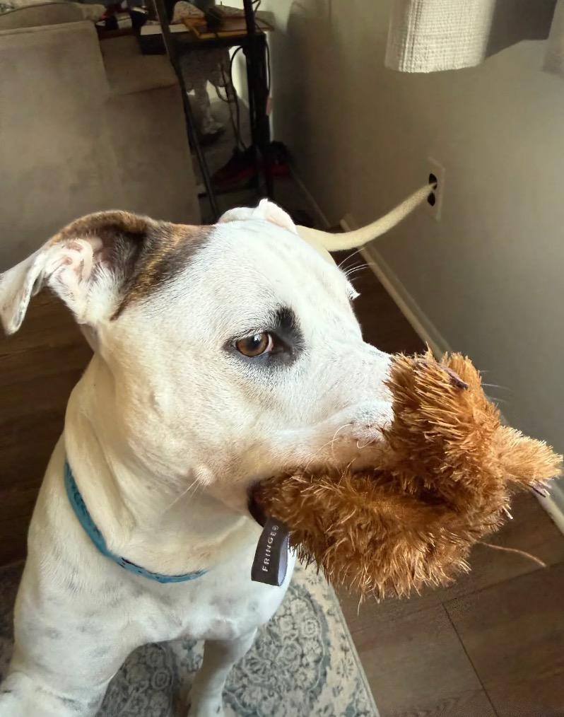 Enlarge Squid, a Adoptable mixed breed in Detroit, MI image 2/5
