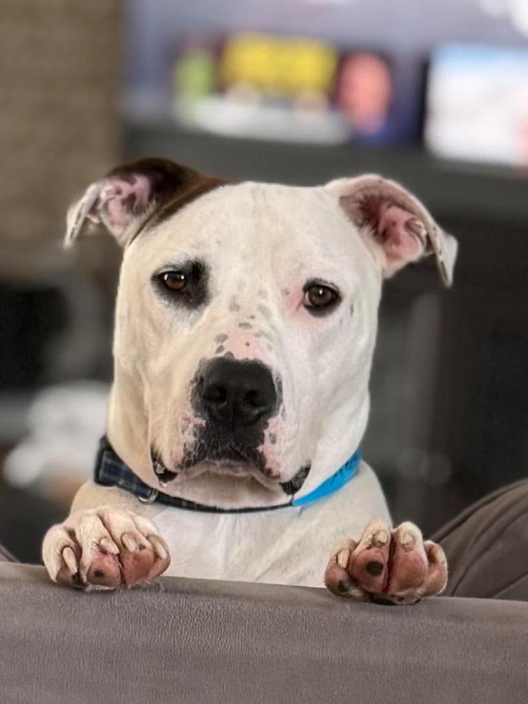 Enlarge Squid, a Adoptable mixed breed in Detroit, MI image 3/5