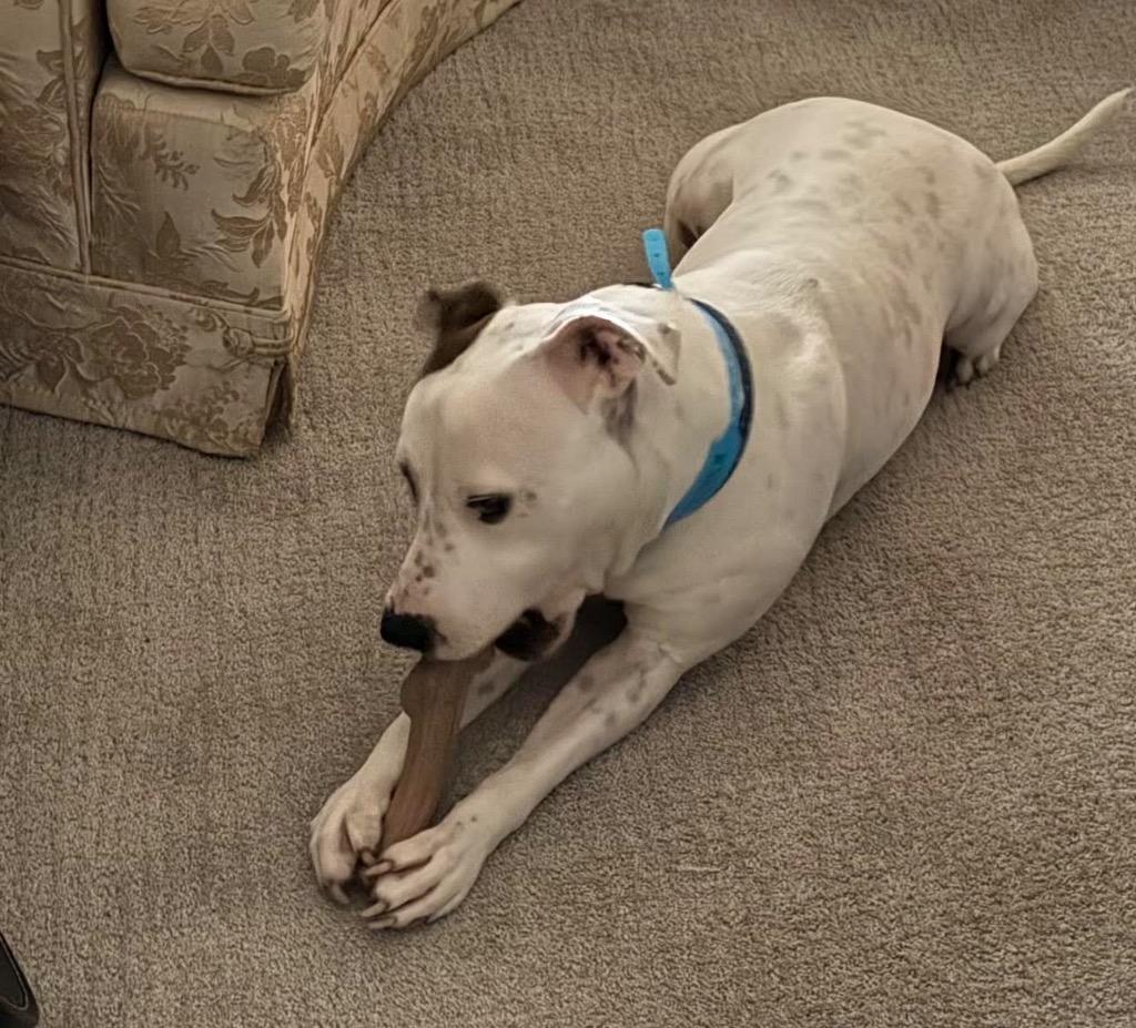 Enlarge Squid, a Adoptable mixed breed in Detroit, MI image 4/5