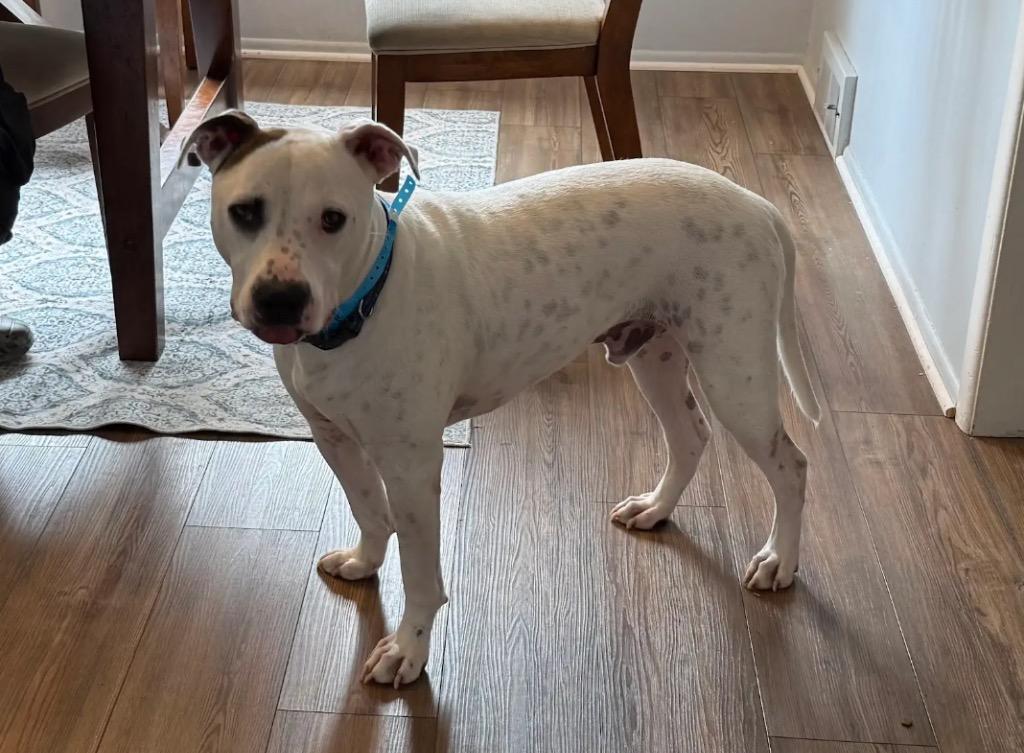 Enlarge Squid, a Adoptable mixed breed in Detroit, MI image 5/5