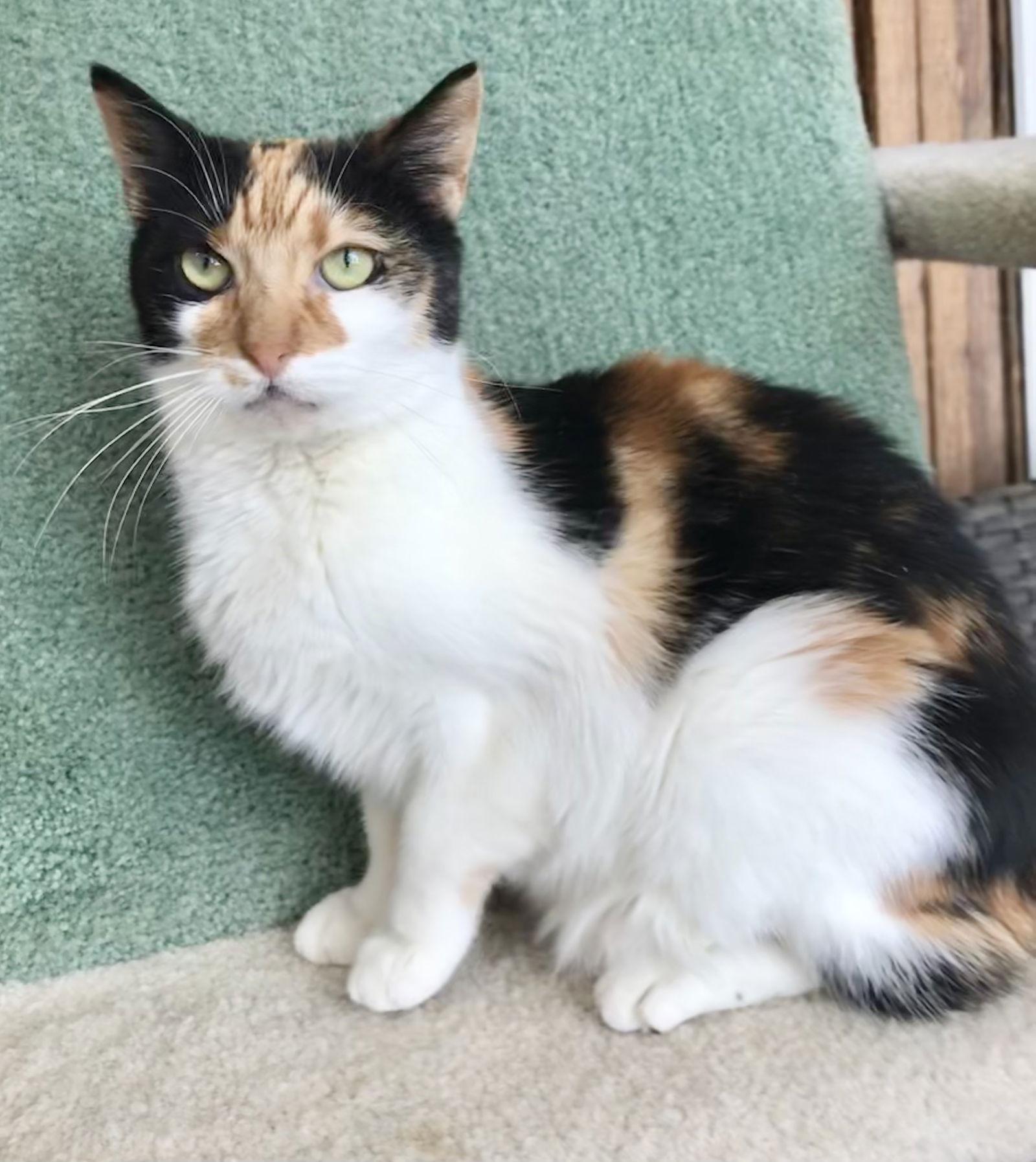 Ginger, a Adoptable mixed breed in Dublin, OH image 1/2