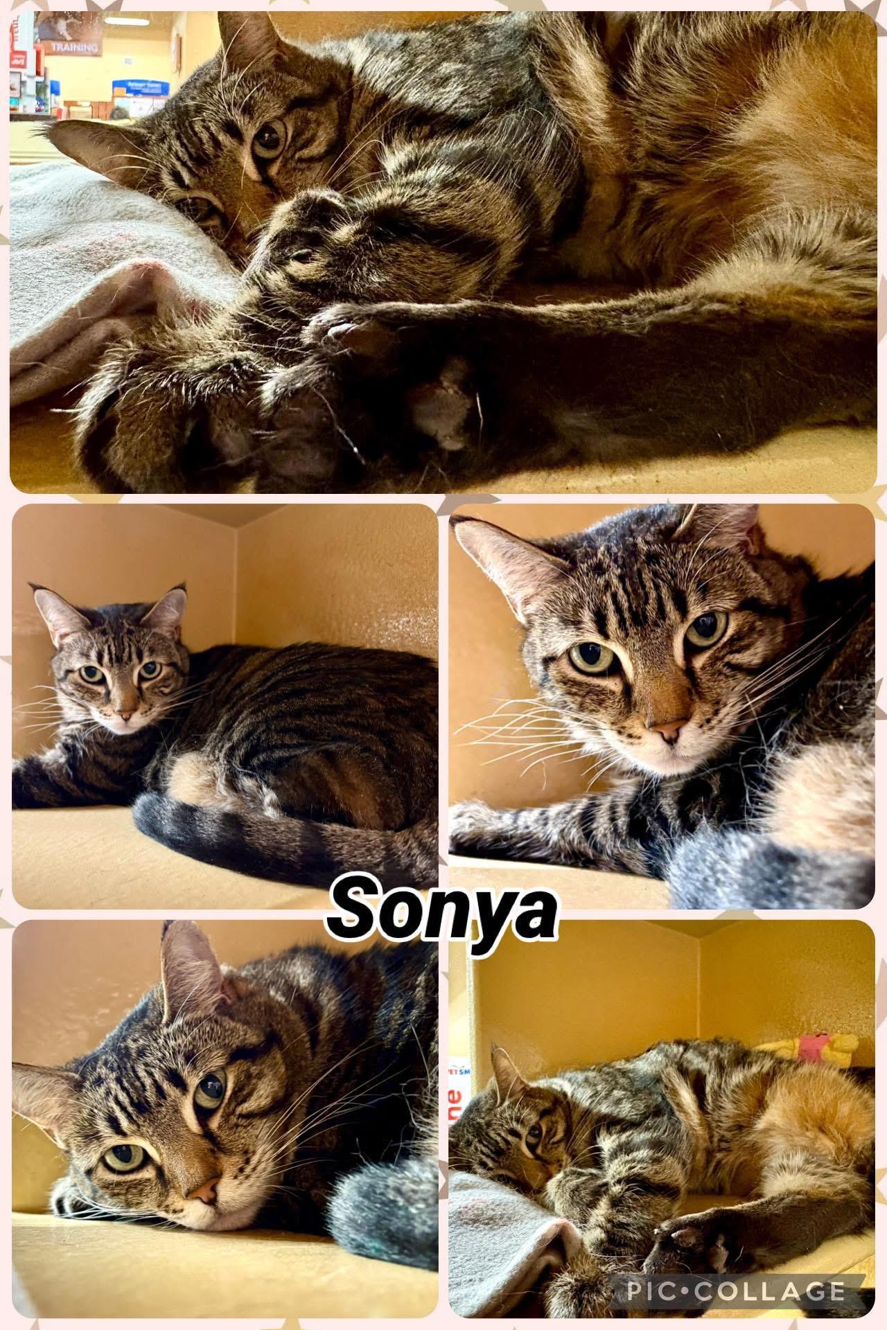 SONYA, ADOPTABLE, Adult Female Tabby.