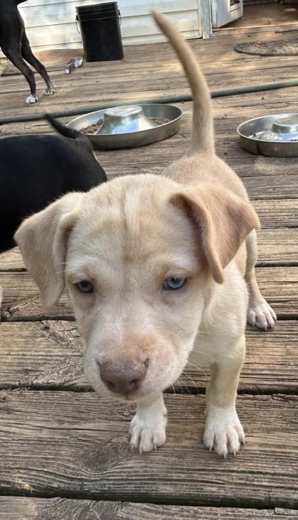 Julie, Adoptable, Puppy Female Mixed Breed & Mixed Breed.