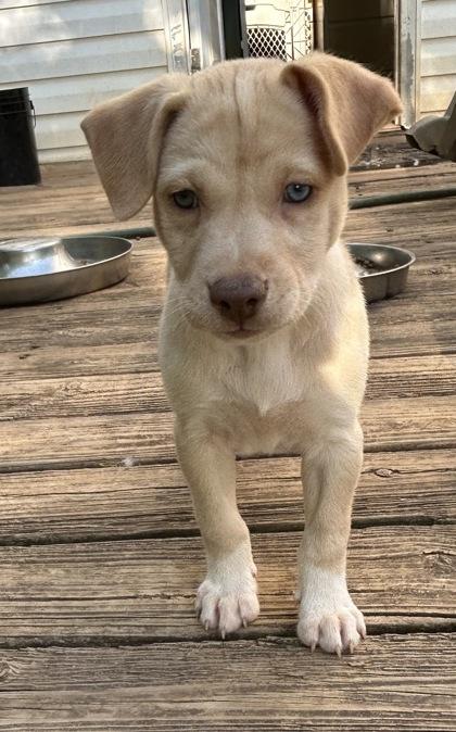 Julie, a Adoptable mixed breed in Cumming, GA image 2/3