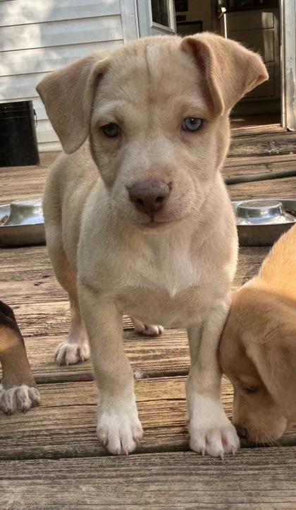 Julie, a Adoptable mixed breed in Cumming, GA image 3/3