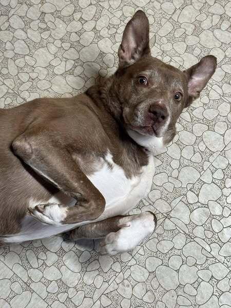 Penny, a Adoptable mixed breed in Lancaster, PA image 1/6