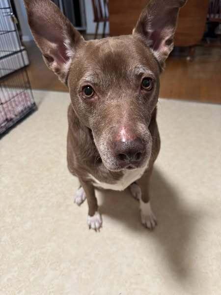 Penny, Adoptable, Senior Female Pit Bull Terrier.