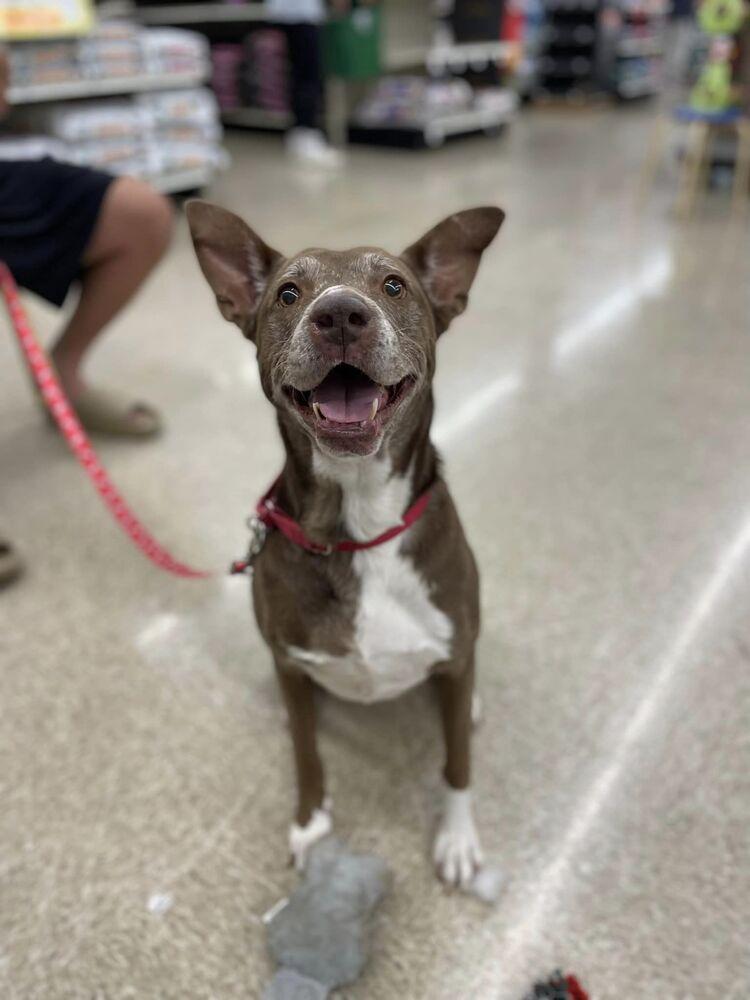 Penny, a Adoptable mixed breed in Lancaster, PA image 3/6