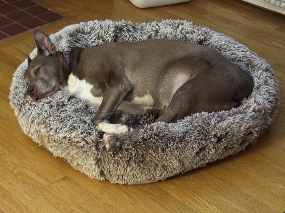 Penny, a Adoptable mixed breed in Lancaster, PA image 4/6