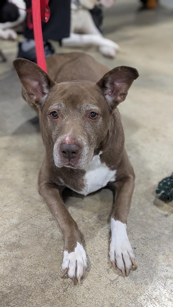 Enlarge Penny, a Adoptable mixed breed in Lancaster, PA image 1/6