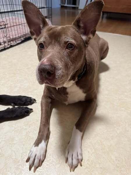 Penny, a Adoptable mixed breed in Lancaster, PA image 5/6