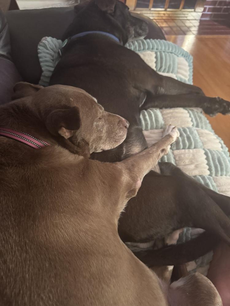 Penny, a Adoptable mixed breed in Lancaster, PA image 6/6