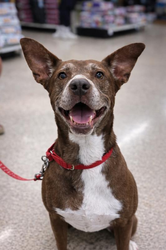 Enlarge Penny, a Adoptable mixed breed in Lancaster, PA image 2/6