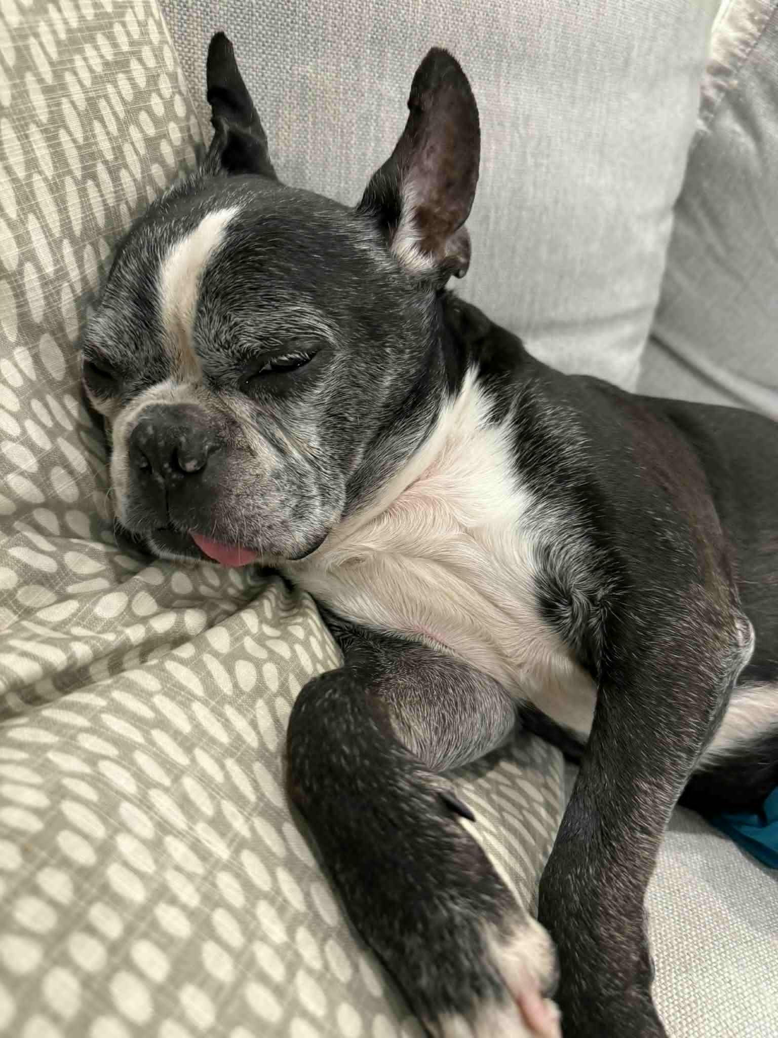 Enlarge Sparky, a Adoptable Boston Terrier in Bradenton, FL image 2/6