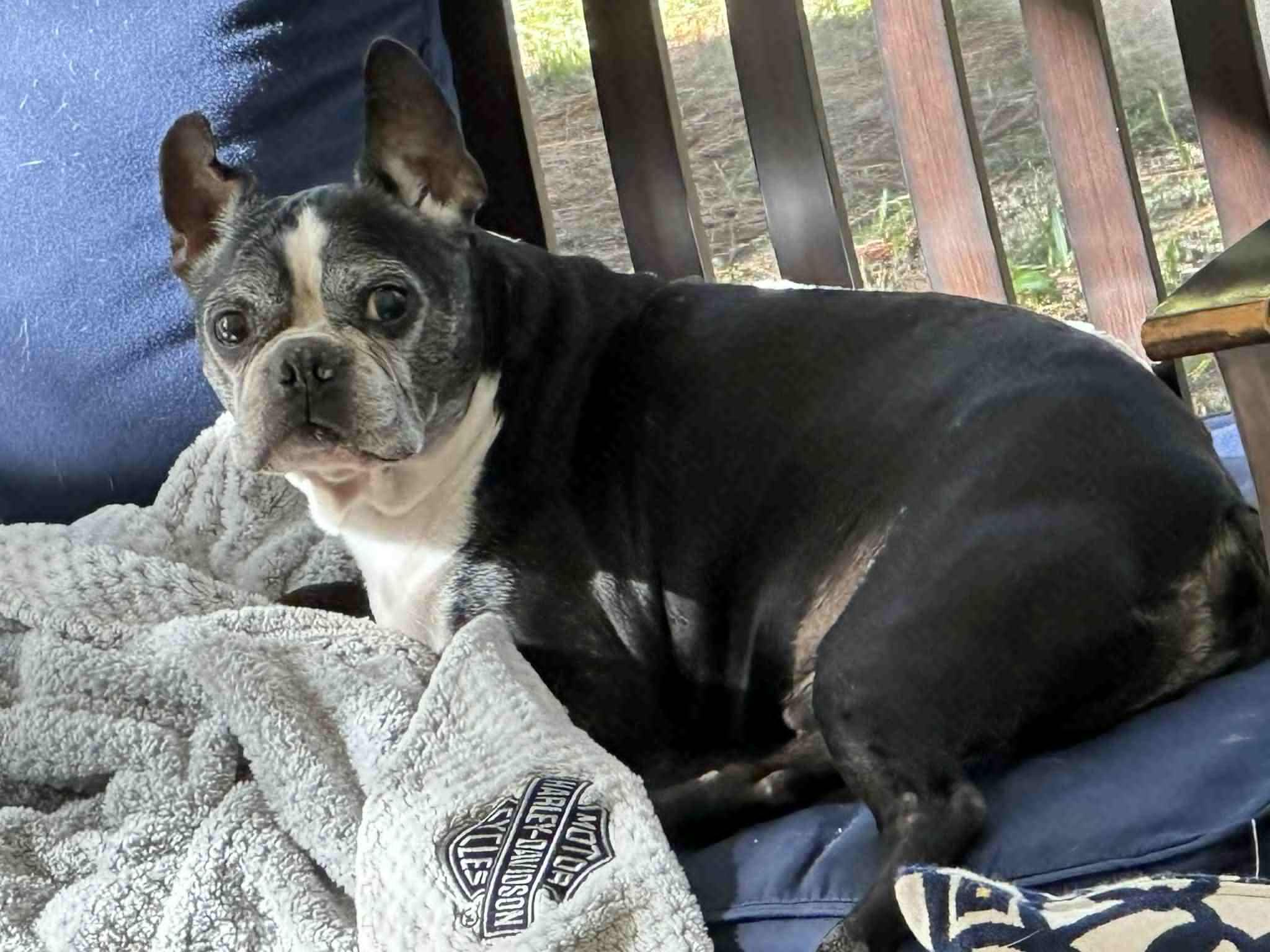 Enlarge Sparky, a Adoptable Boston Terrier in Bradenton, FL image 3/6