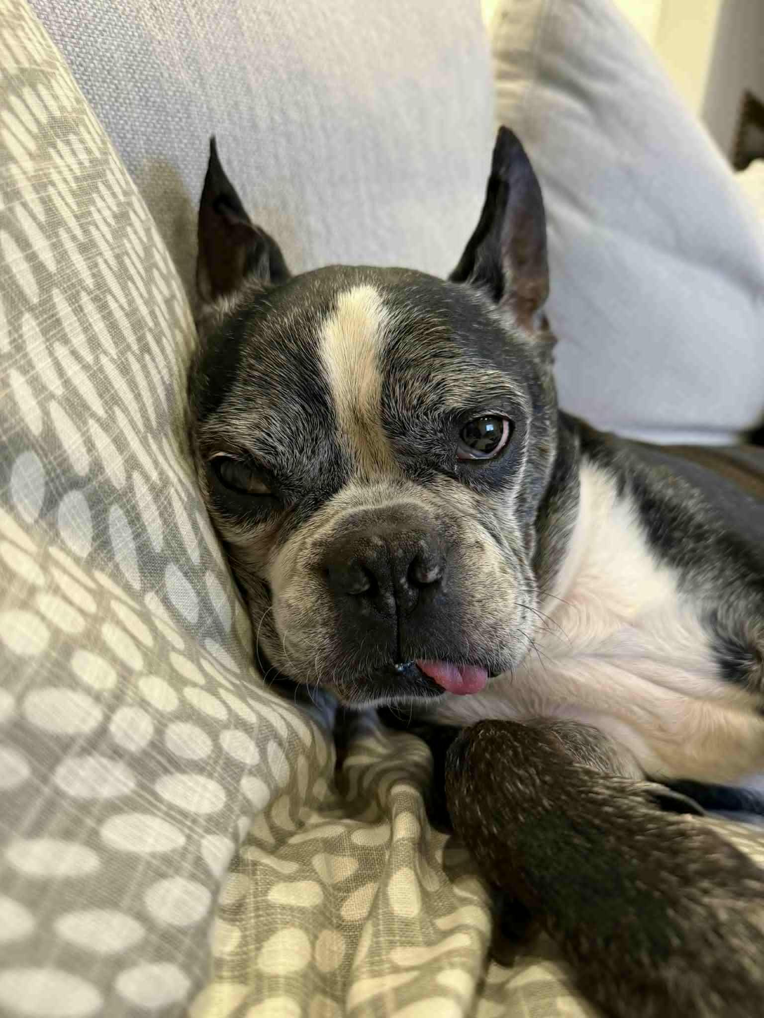 Enlarge Sparky, a Adoptable Boston Terrier in Bradenton, FL image 4/6