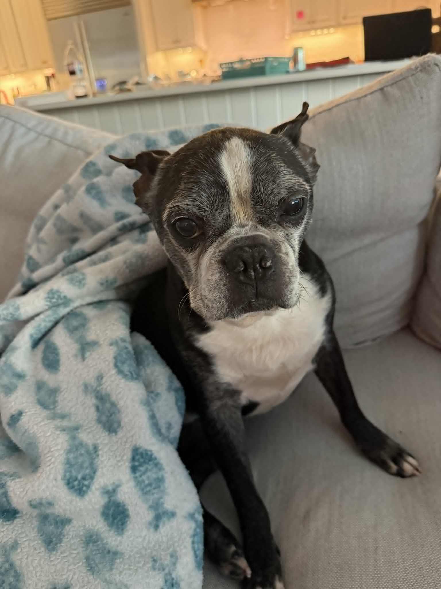 Enlarge Sparky, a Adoptable Boston Terrier in Bradenton, FL image 5/6