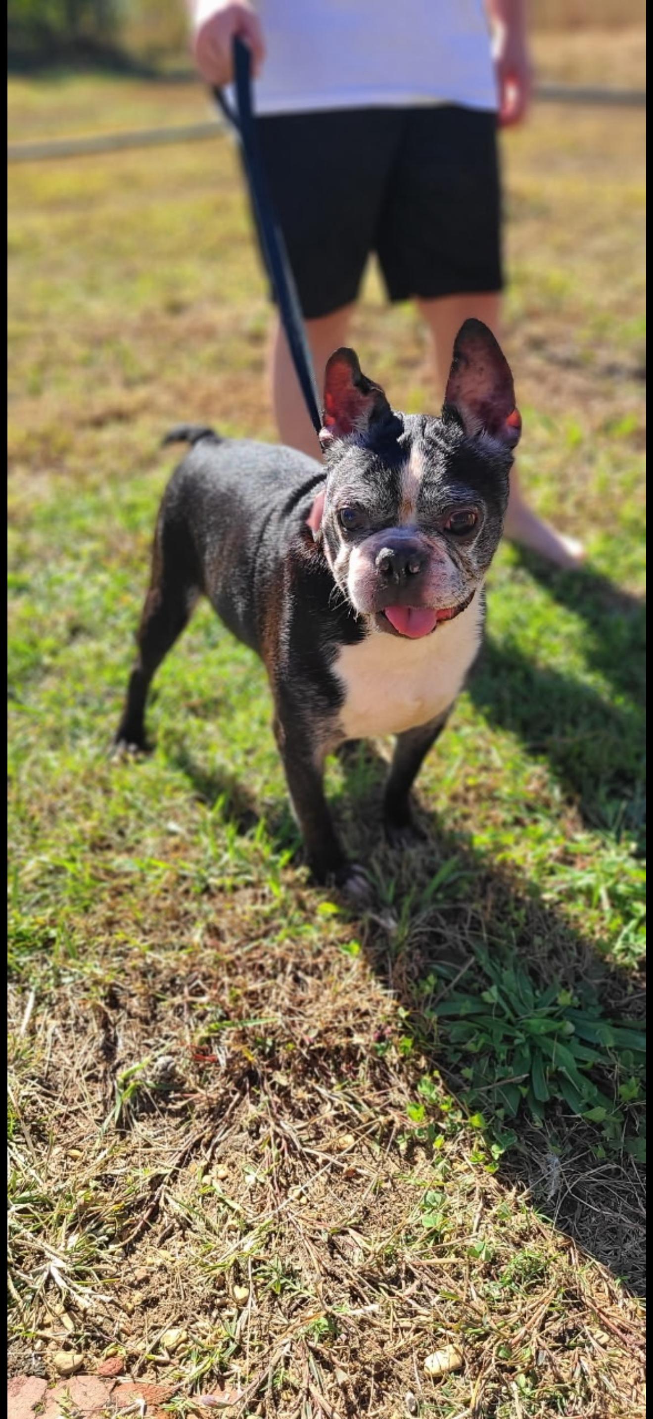 Enlarge Sparky, a Adoptable Boston Terrier in Bradenton, FL image 6/6