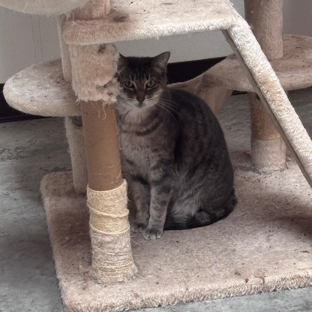 Bethany, Adoptable, Senior Female American Shorthair.