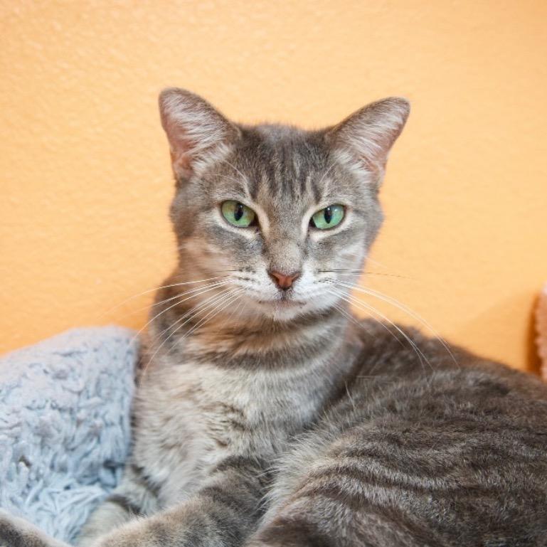 Enlarge Bethany, a Adoptable American Shorthair in Fulton, TX image 2/2