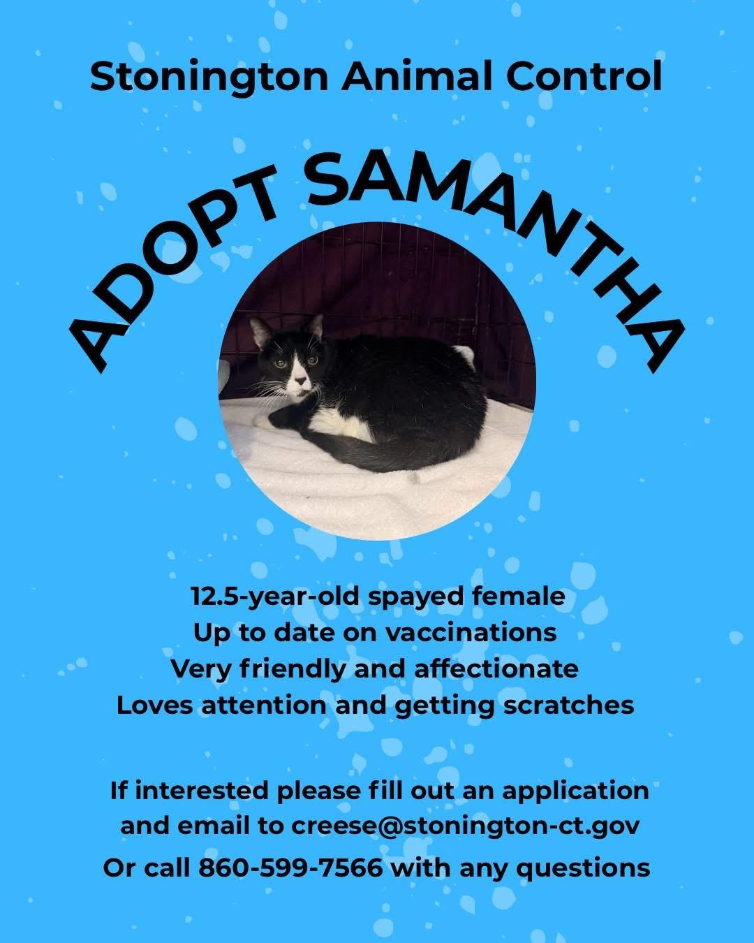 Enlarge Samantha , a ADOPTABLE Domestic Medium Hair in Pawcatuck, CT image 1/1