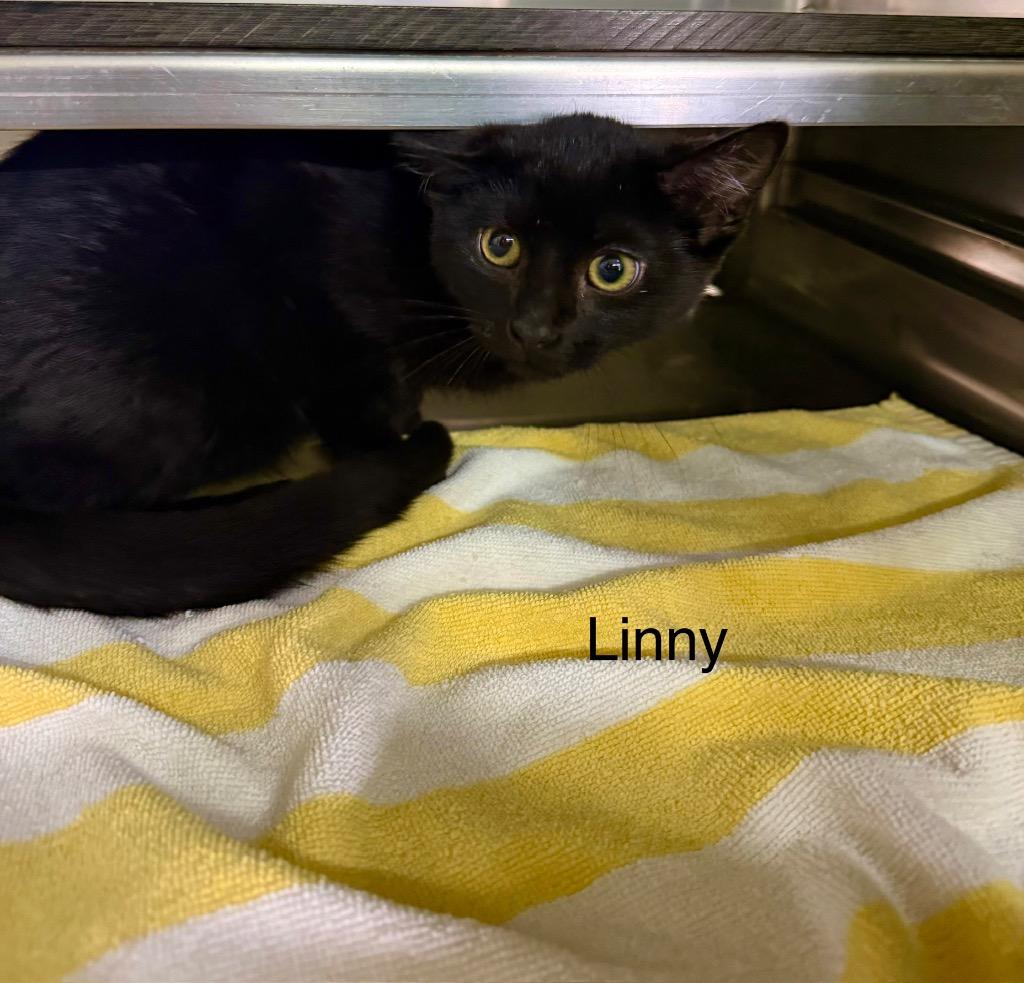 Linny, Adoptable, Young Male Domestic Short Hair.