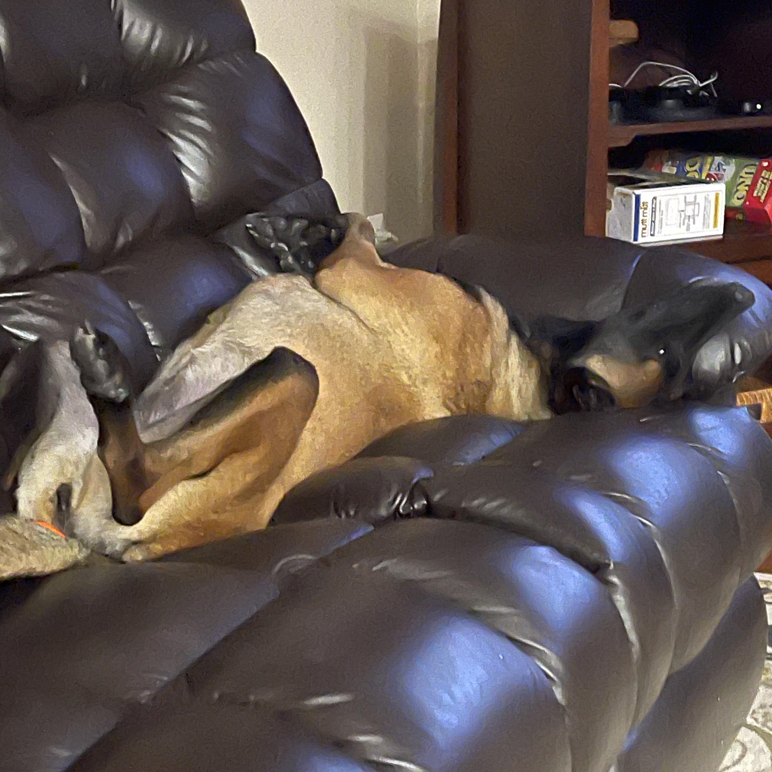 Zora, a ADOPTABLE Belgian Shepherd / Malinois in Manassas, VA image 2/4