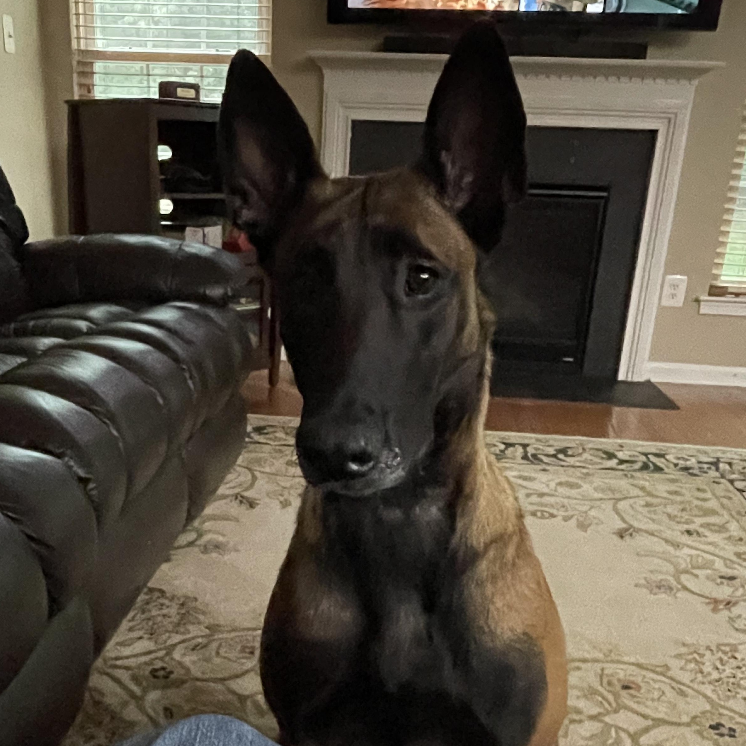Zora, ADOPTABLE, Adult Female Belgian Shepherd / Malinois.