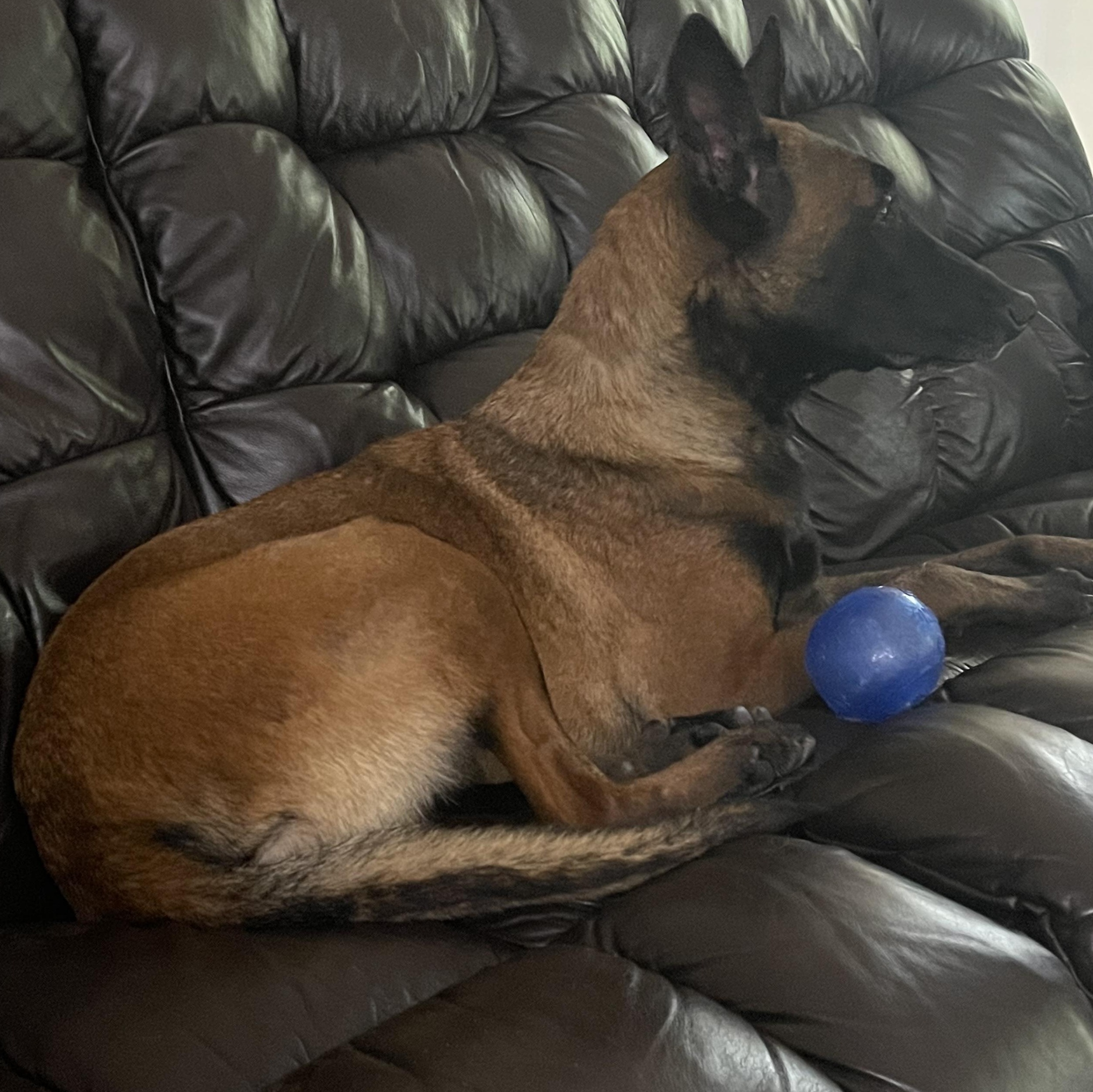 Zora, a ADOPTABLE Belgian Shepherd / Malinois in Manassas, VA image 3/4