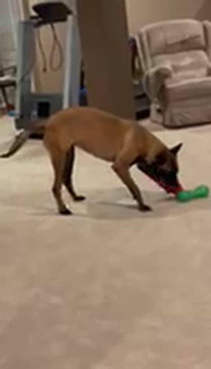 Enlarge Zora, a ADOPTABLE Belgian Shepherd / Malinois in Manassas, VA video 4/4