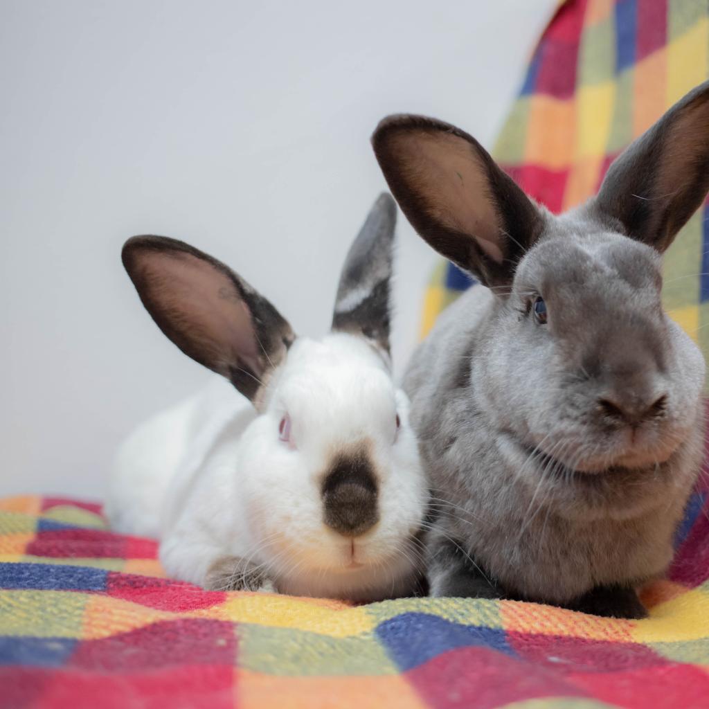 Enlarge Frida (bonded to Friday), a Adoptable Californian in San Diego, CA image 1/6