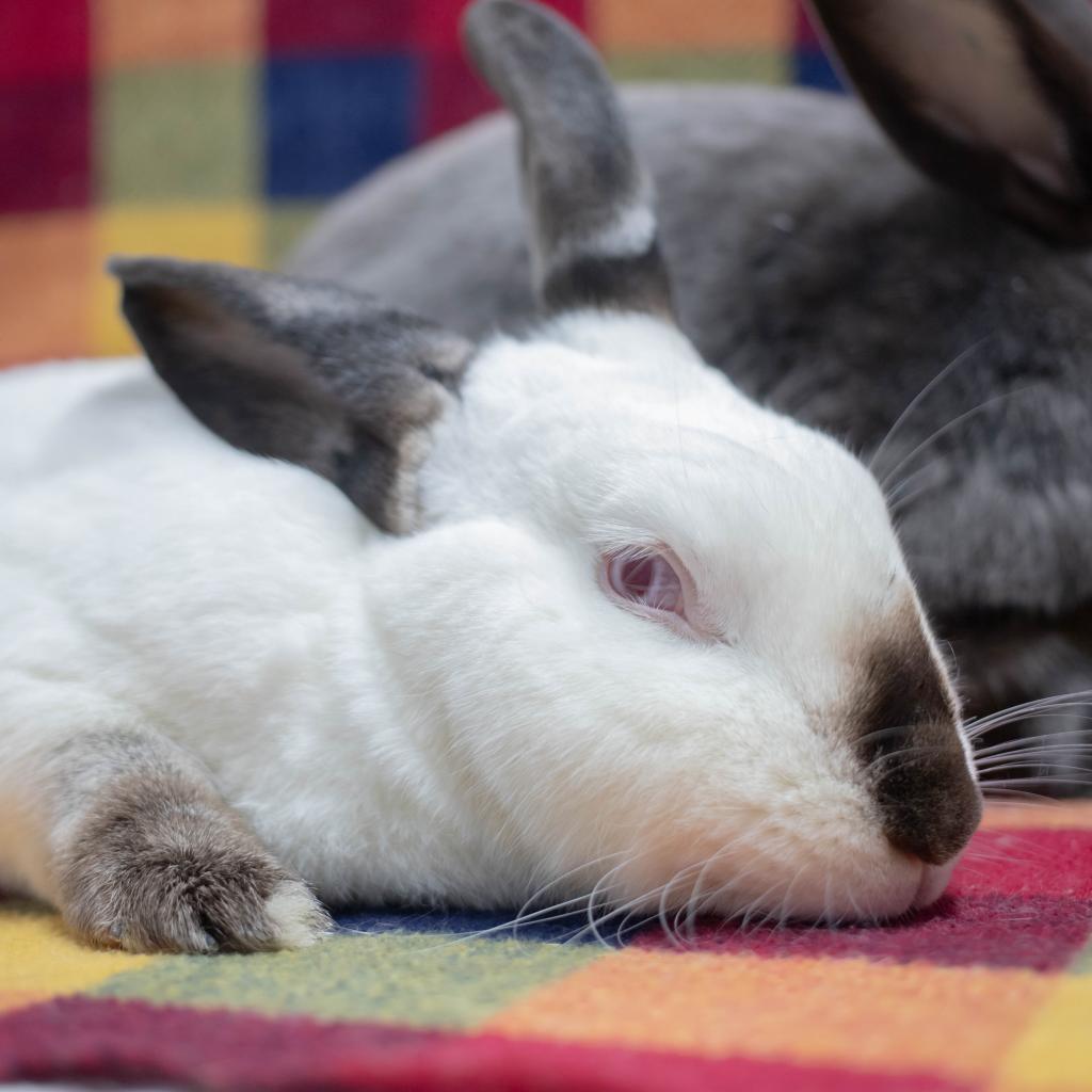 Enlarge Frida (bonded to Friday), a Adoptable Californian in San Diego, CA image 2/6