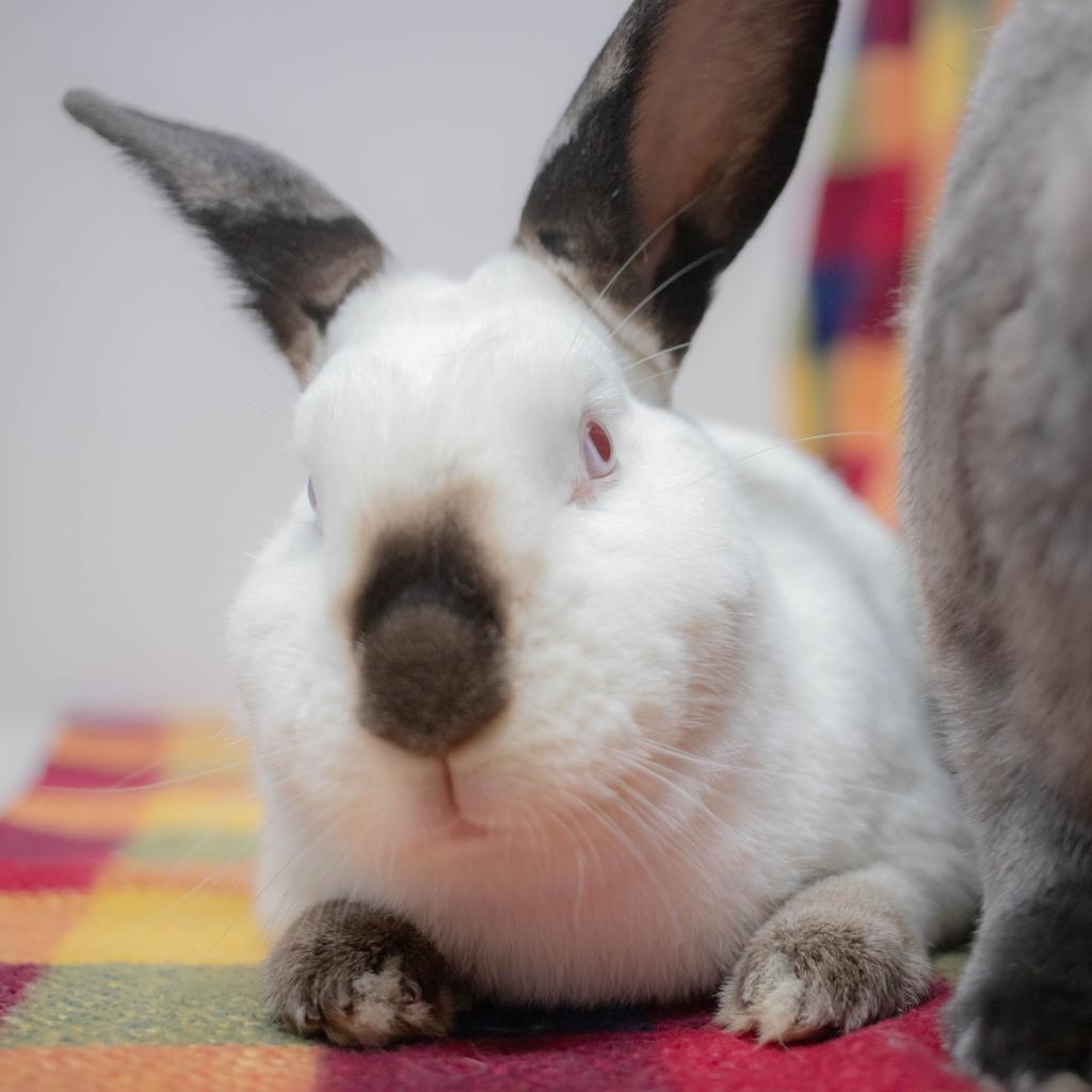 Enlarge Frida (bonded to Friday), a Adoptable Californian in San Diego, CA image 4/6