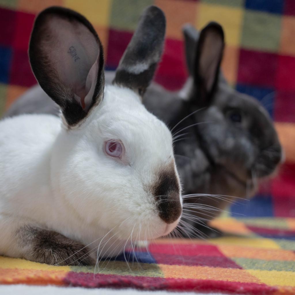 Enlarge Frida (bonded to Friday), a Adoptable Californian in San Diego, CA image 6/6