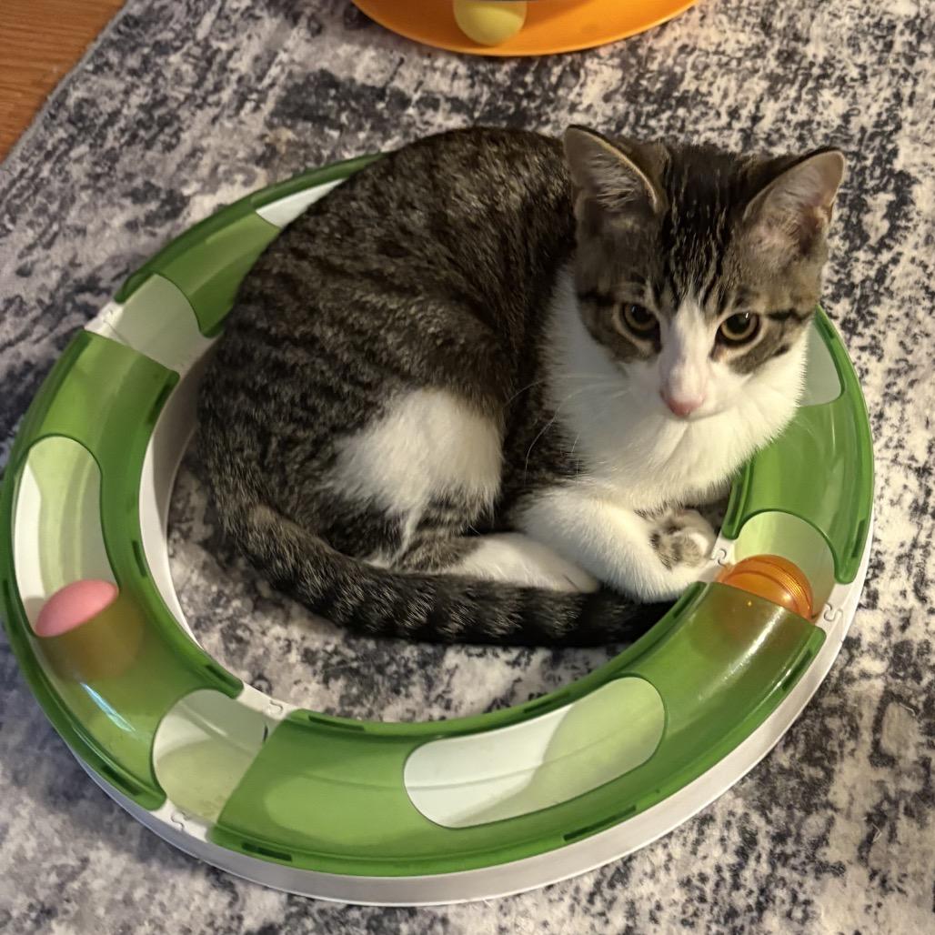 Enlarge Andra, a Adoptable Domestic Short Hair in Canton, IL image 1/3
